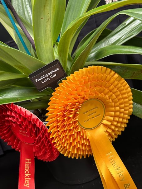 Best plant from a visiting orchid society